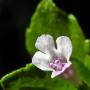 Yerba buena (Satureja douglasii): A shade loving native  groundcover with flowers about 1/4" across.